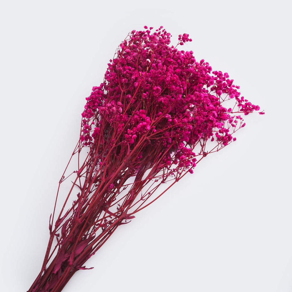 Gypsophile stabilisé couleur rose, 60-70 cm