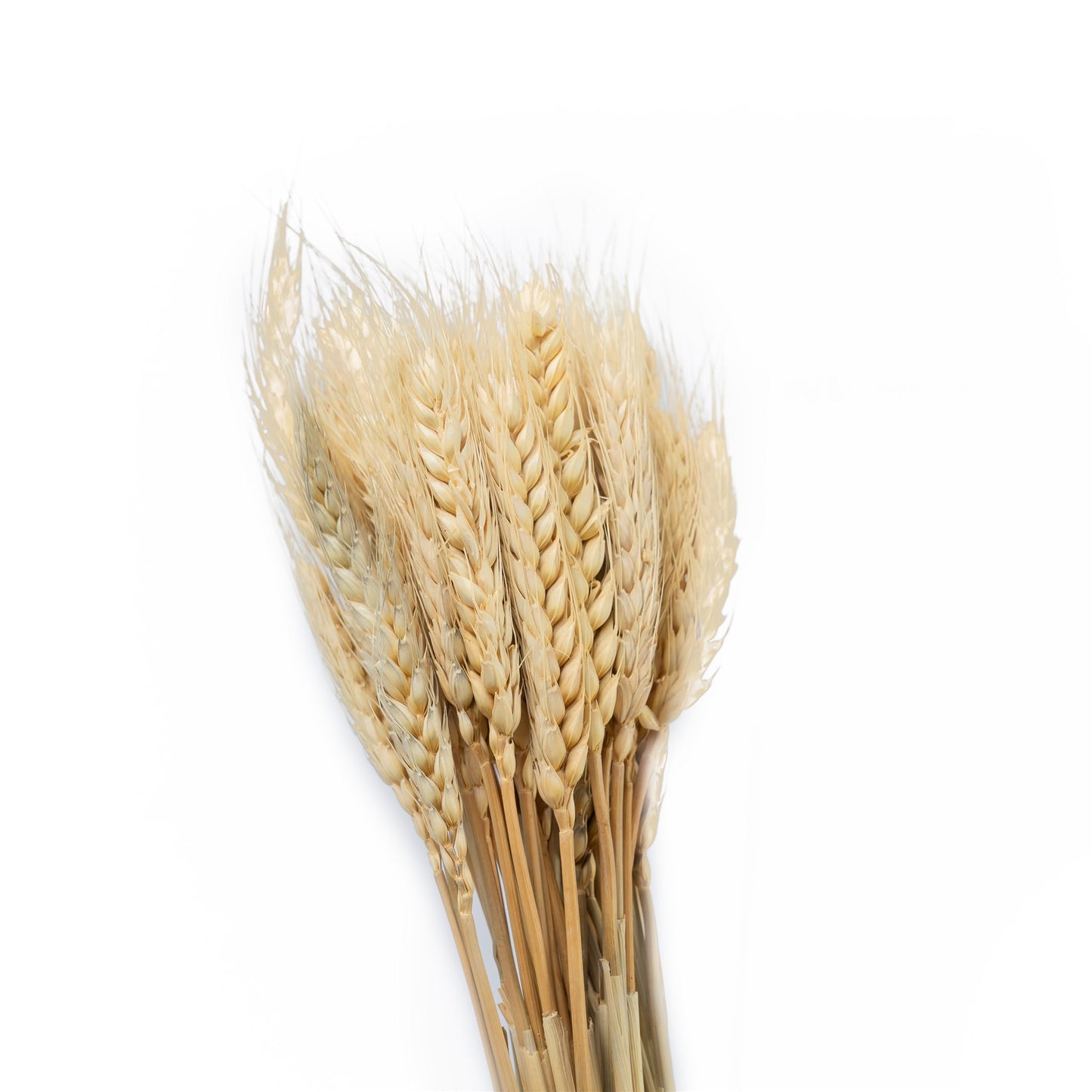 Blé séchée couleur naturel 50-60cm