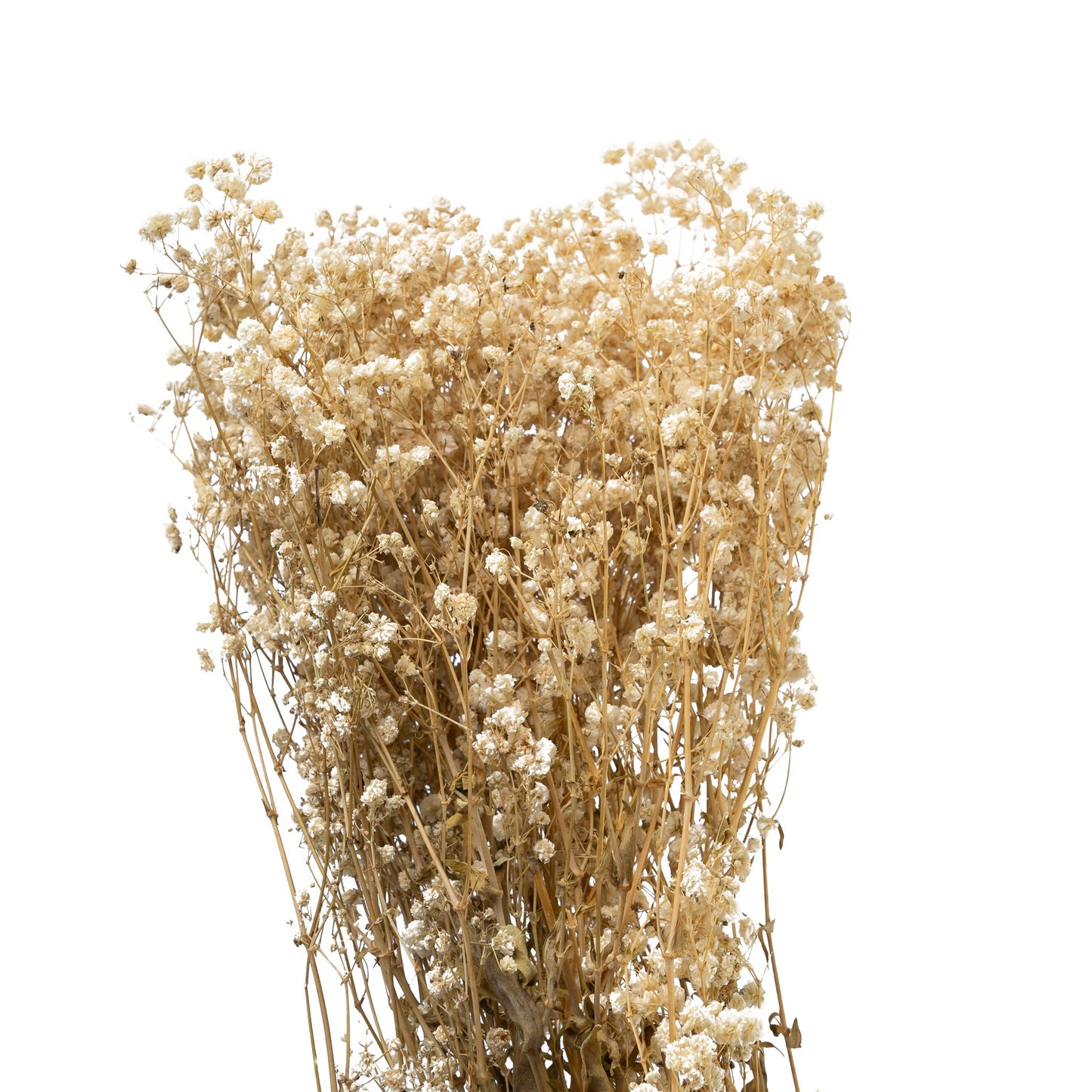 Gypsophile stabilise couleur naturel, 60-70 cm