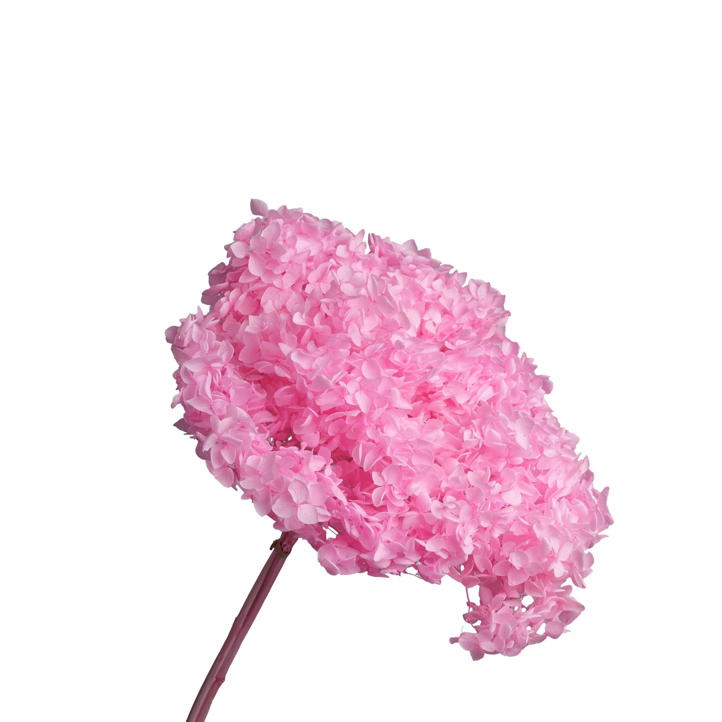 Hortensia sechee couleur rose dia. 22cm x H. 60cm