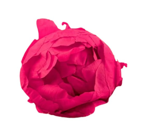 Pivoine stabilisé fuschia