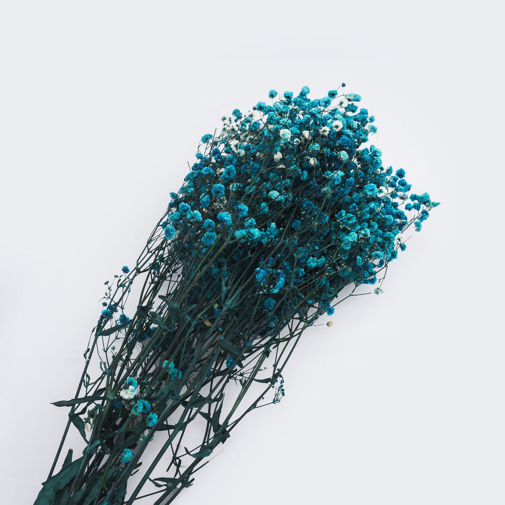 Gypsophile stabilise couleur bleu, 60-70 cm