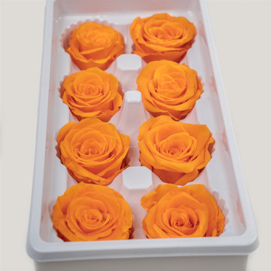 Rose eternel orange 4-5cm