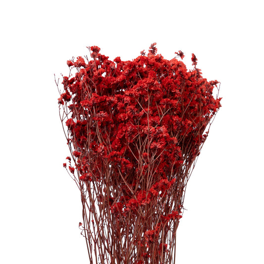 Limonium stabilise couleur rouge - 70cm