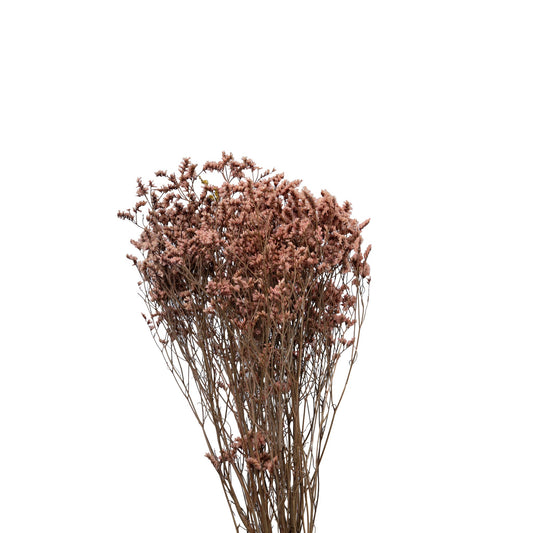 Limonium stabilise couleur rose - 70cm