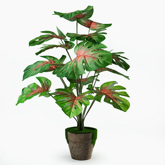 Monstera rosé 18 feuilles + pot