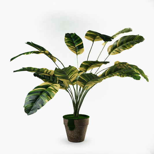 Calathea paon 18 feuilles + pot