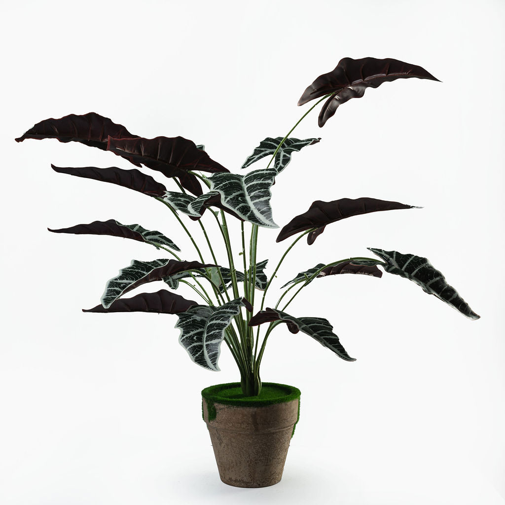 Alocasia 18 feuilles + pot