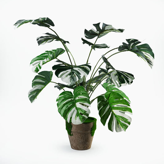 Monstera blanc 18 feuilles + pot