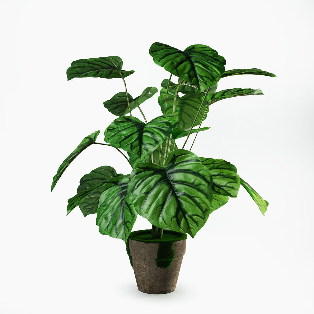 Caladium vert 18 feuilles + pot