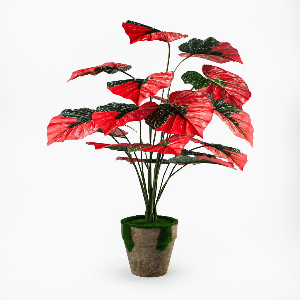 Caladium rouge 18 feuilles + pot