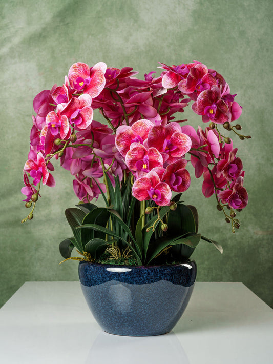 Orchidee bonsai - Fuchsia