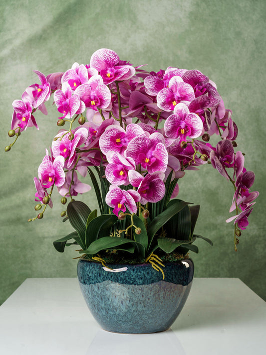 Orchidee bonsai - Violet