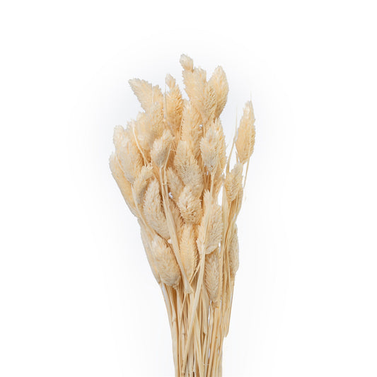 Phalaris sechee couleur blanc 60cm