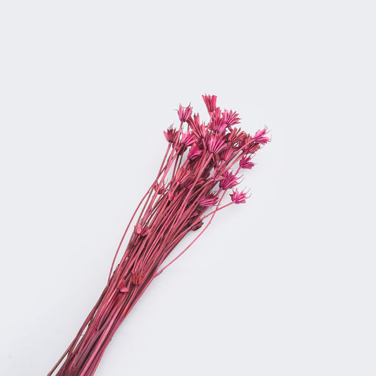 Nigelle orientale sechee couleur rose, 60-70cm