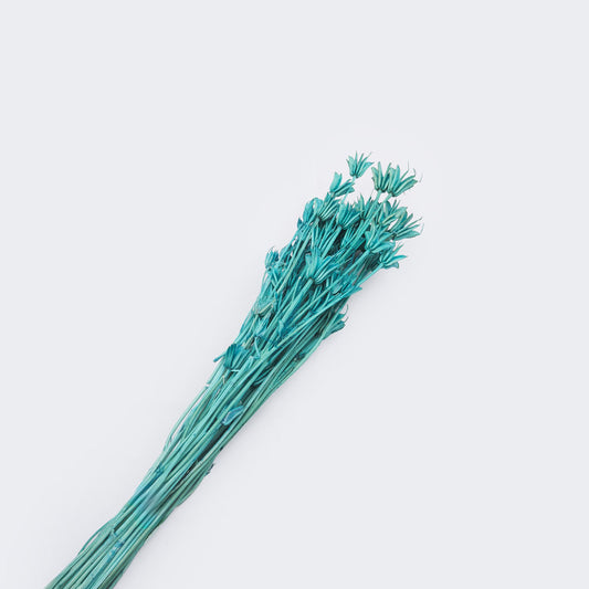 Nigelle orientale sechee couleur bleu, 60-70cm