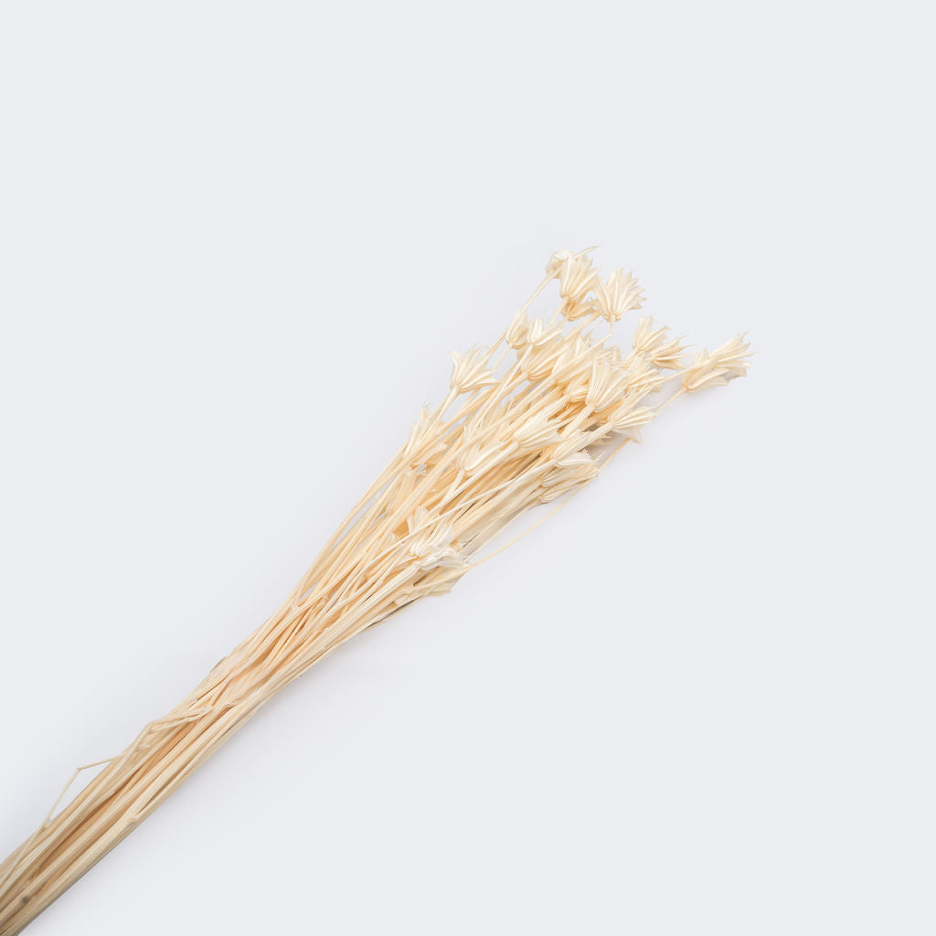 Nigelle orientale sechee couleur blanc, 60-70cm