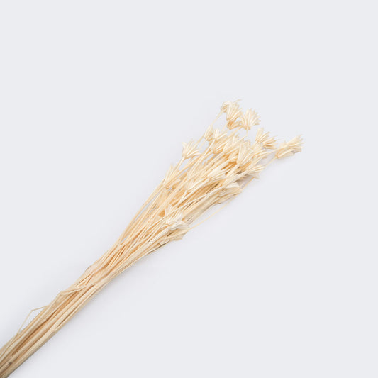 Nigelle orientale sechee couleur blanc, 60-70cm