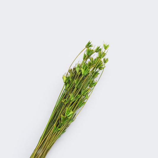 Nigelle orientale sechee couleur vert, 60-70cm