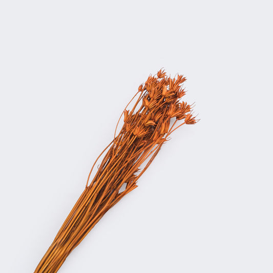 Nigelle orientale sechee couleur orange, 60-70cm