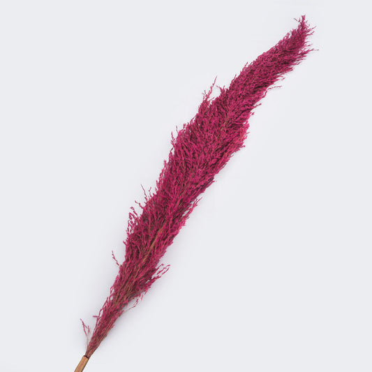 Pampa sechee couleur fuchsia, 130-145 cm