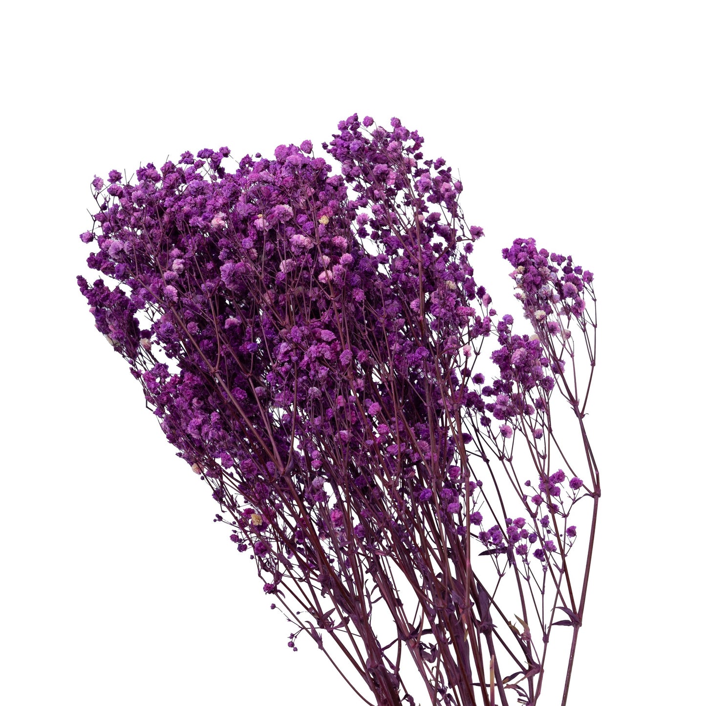 Gypsophile stabilise couleur violet, 60-70 cm