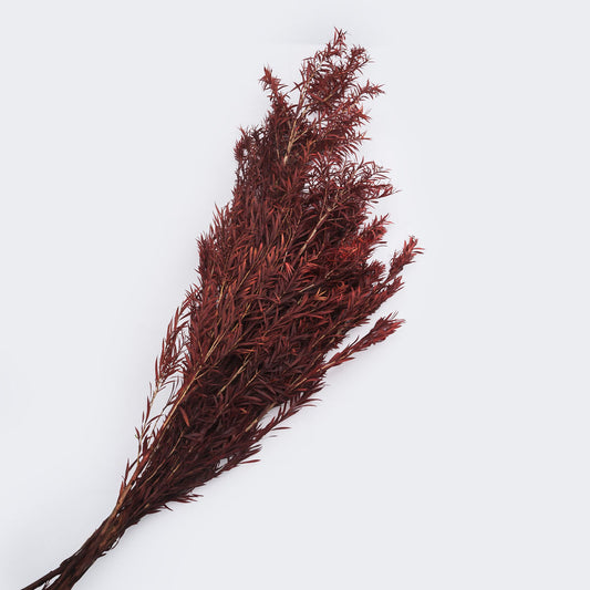 Melaleuca stabilise couleur orange, 50-60 cm