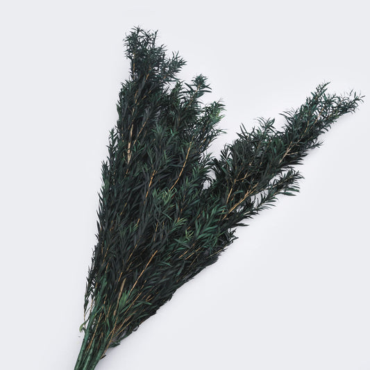 Melaleuca stabilise couleur bleu, 50-60 cm