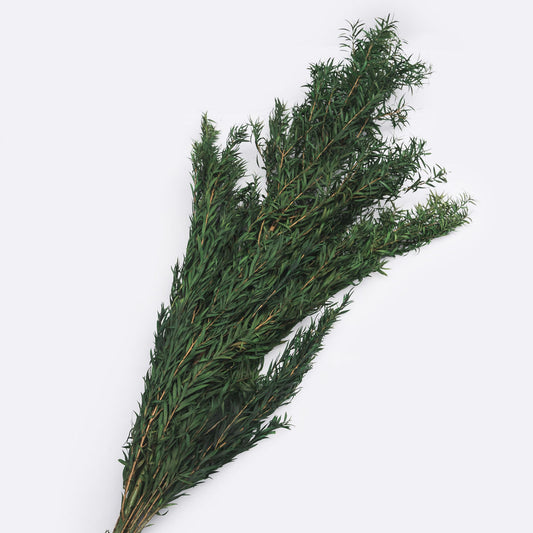 Melaleuca stabilise couleur vert, 50-60 cm