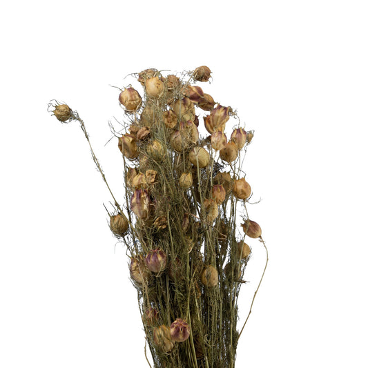 Nigelle sechee couleur naturel 40cm