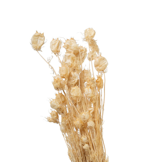Nigelle sechee couleur blanc 40cm