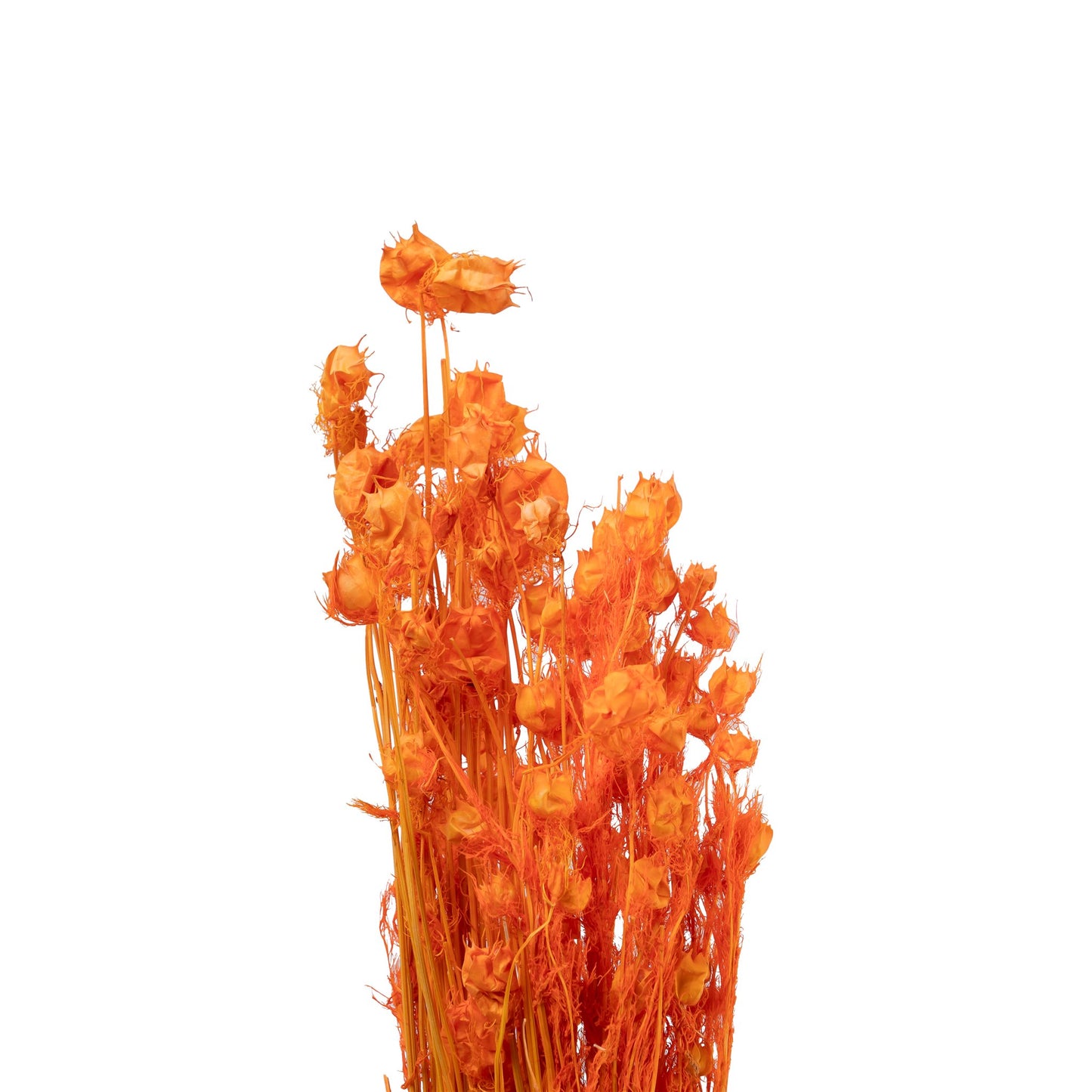 Nigelle sechee couleur orange 40cm