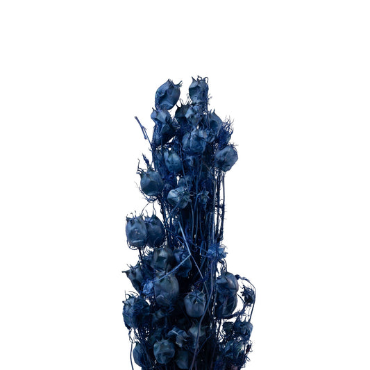 Nigelle sechee couleur bleu 40cm