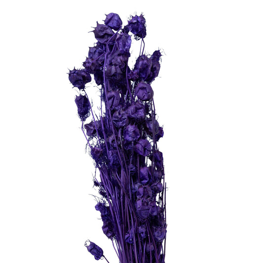 Nigelle sechee couleur violet 40cm