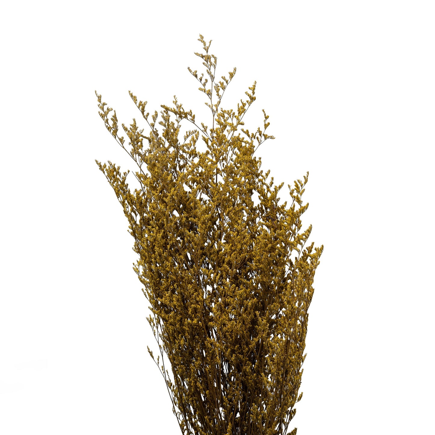 Limonium seche couleur jaune 70-80cm