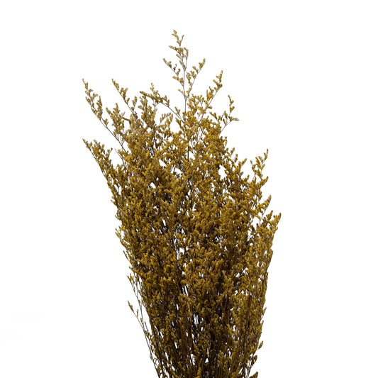 Limonium seche couleur jaune 70-80cm