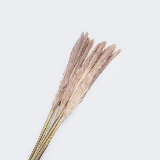 Pampa couleur naturel, 60-70 cm