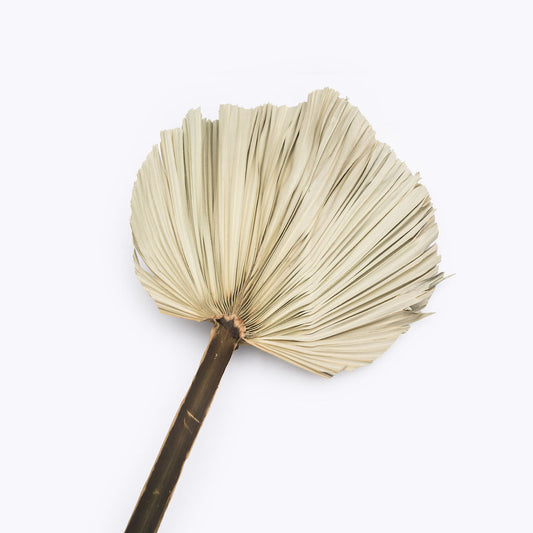 Palme sechee couleur naturel, 35x40 cm