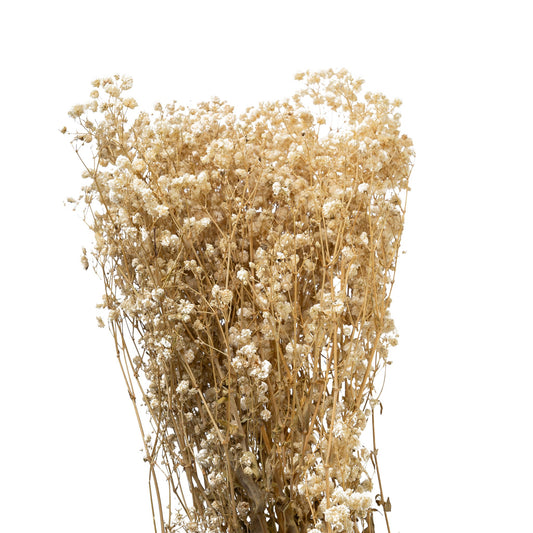 Gypsophile stabilise couleur naturel, 60-70 cm