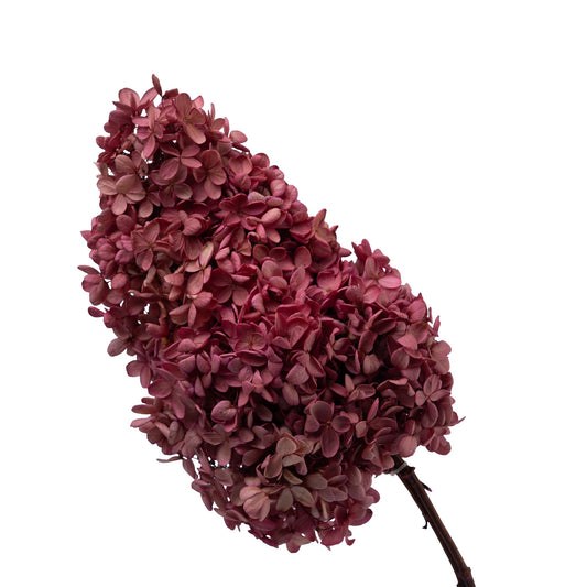 Hortensia sechee couleur fuschia 25cm