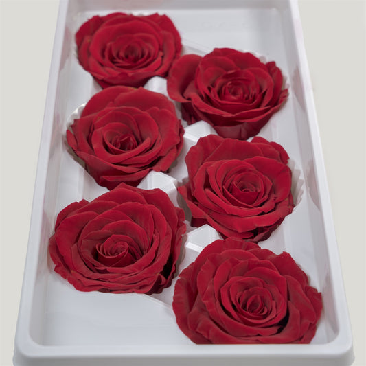 Rose eternel rouge fonce 5-6cm