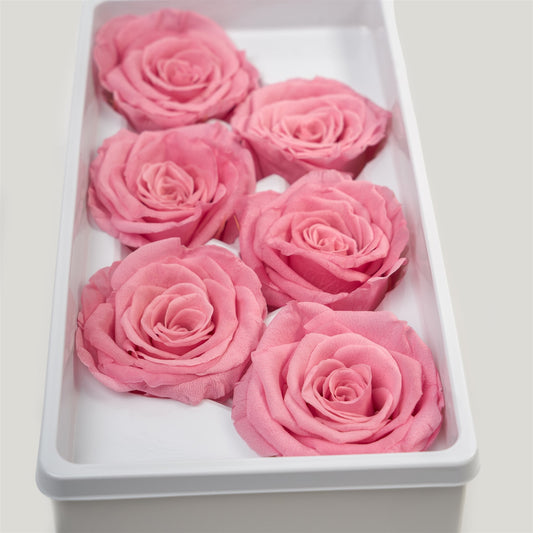 Rose eternel rose pale 5-6cm