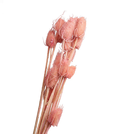 Chardon seche rose 60-70cm