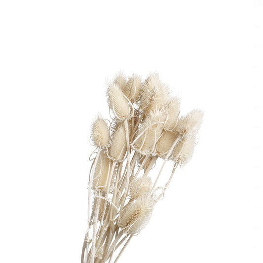 Chardon seche blanc 60-70cm