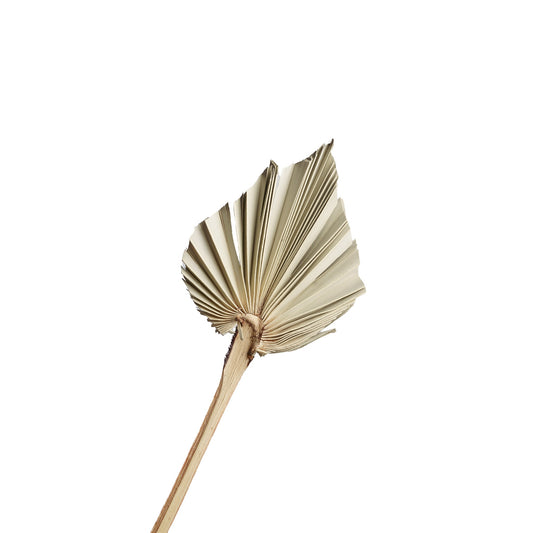 Palme sechee couleur naturel, 12x15cm