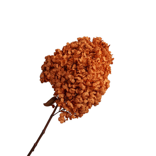 Hortentia terracotta tête 18cm, 50-60cm