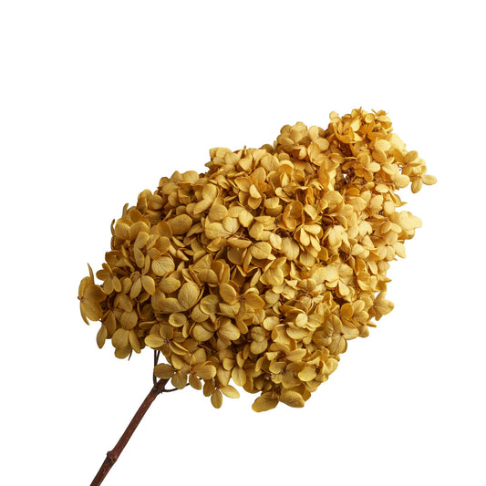 Hortentia jaune tête 18cm, 50-60cm