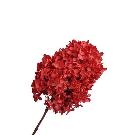 Hortentia rouge tête 18cm, 50-60cm