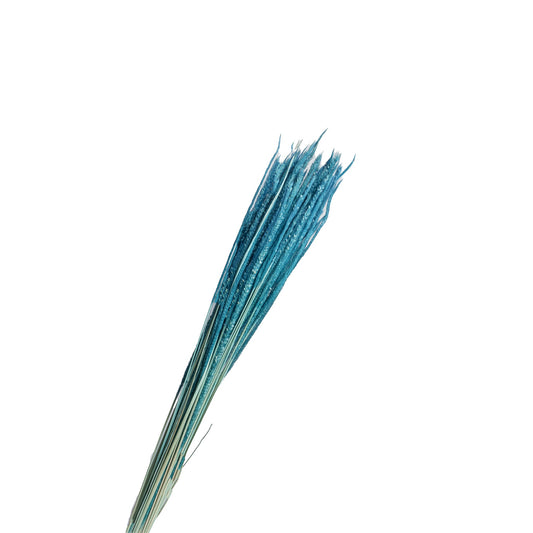 Epi de roseau seche bleu 60-70cm