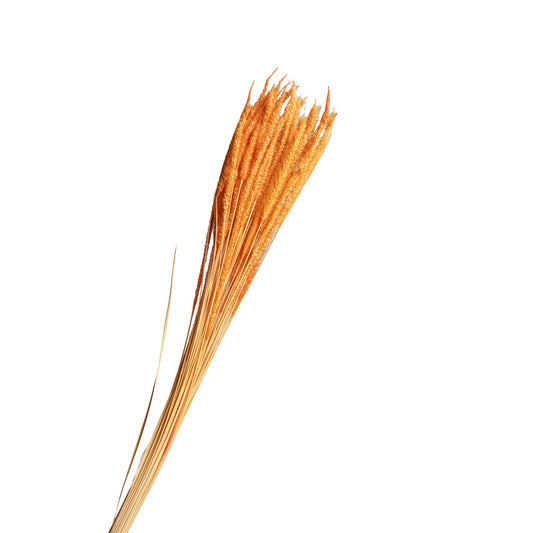 Epi de roseau seche orange 60-70cm